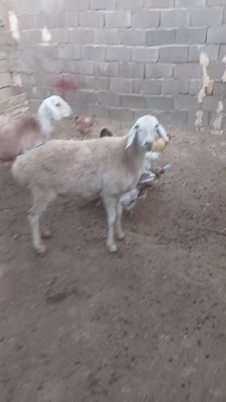 کاوورچینی|حیوانات مزرعه|تربت جام, معدآباد|دیوار