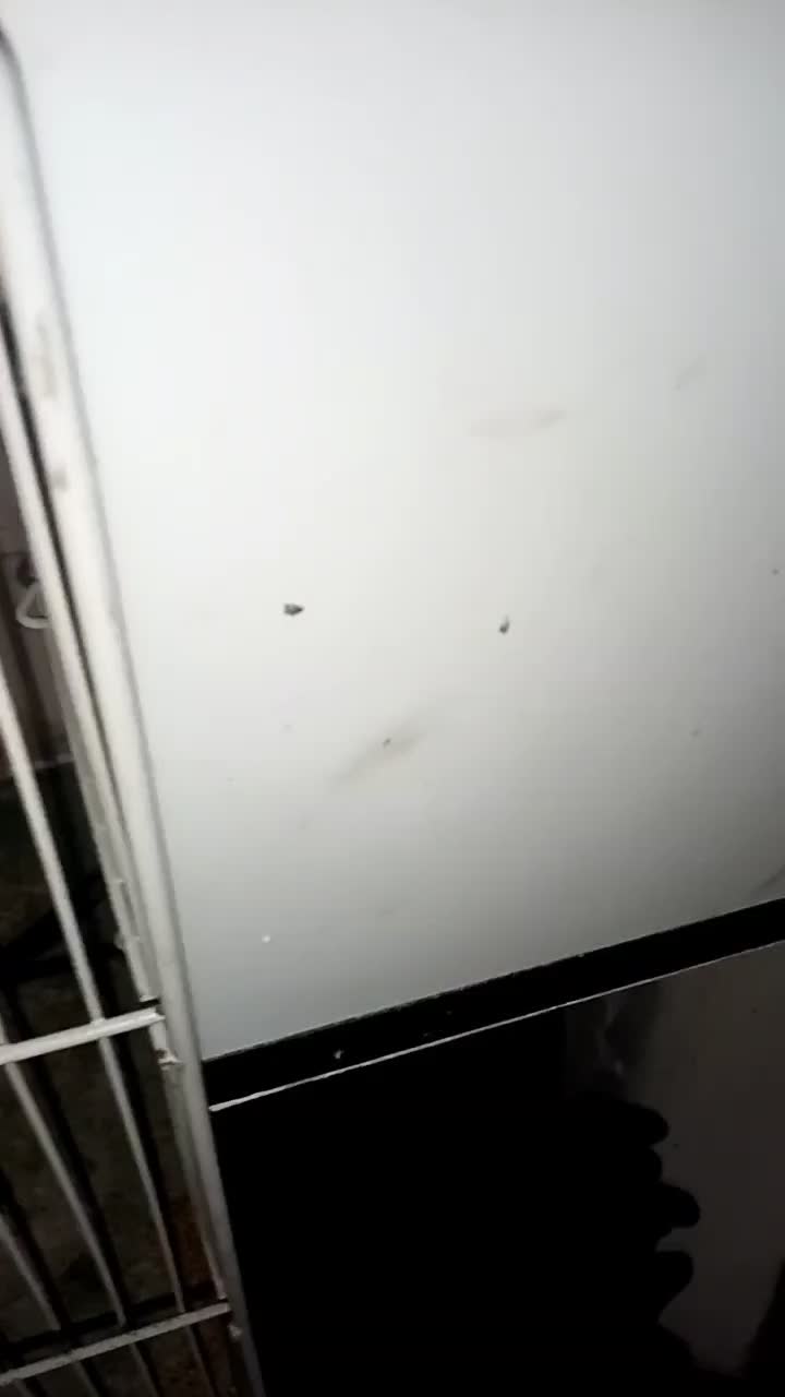 جفت عروس هلندی به شرط|پرنده|مشهد, عبادی|دیوار