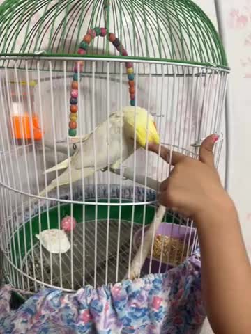 عروس هلندی|پرنده|اصفهان, سپاهانشهر|دیوار