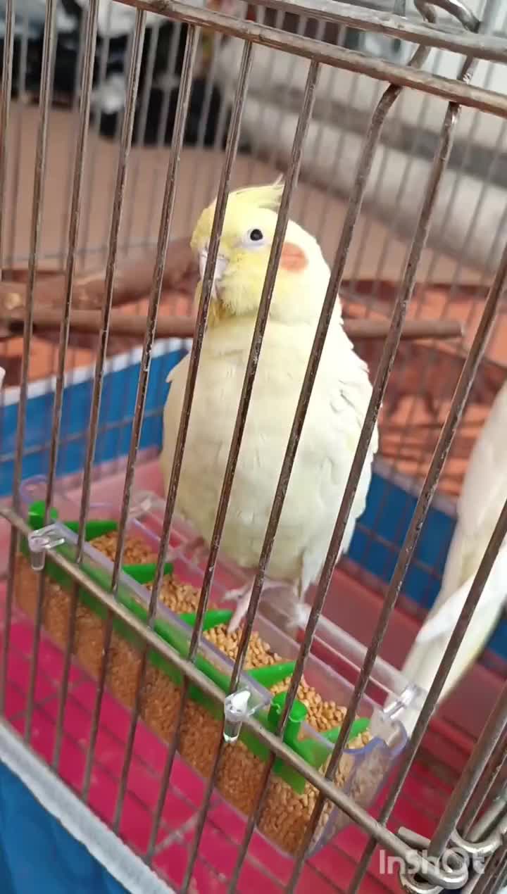 پرنده|پرنده|شاهینشهر, مورچه خورت|دیوار