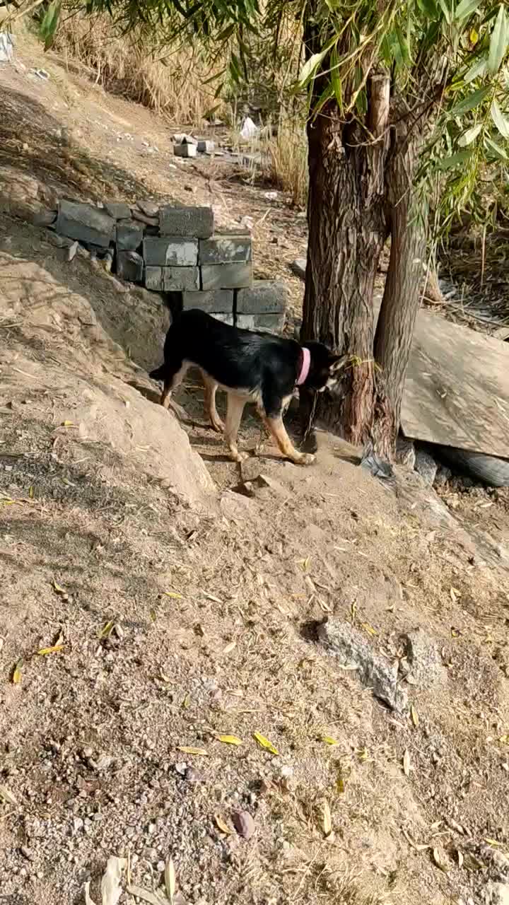 سگ ژرمن 7ماه جنسیت نر|سگ|مهاباد (آذربایجان غربی), |دیوار