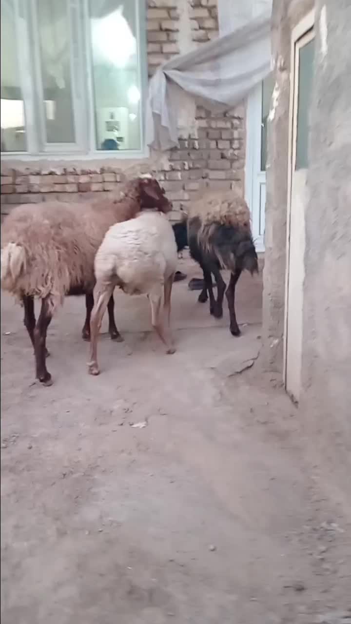 3عددمیش ابستن مایه دار|حیوانات مزرعه|شهرآباد, |دیوار