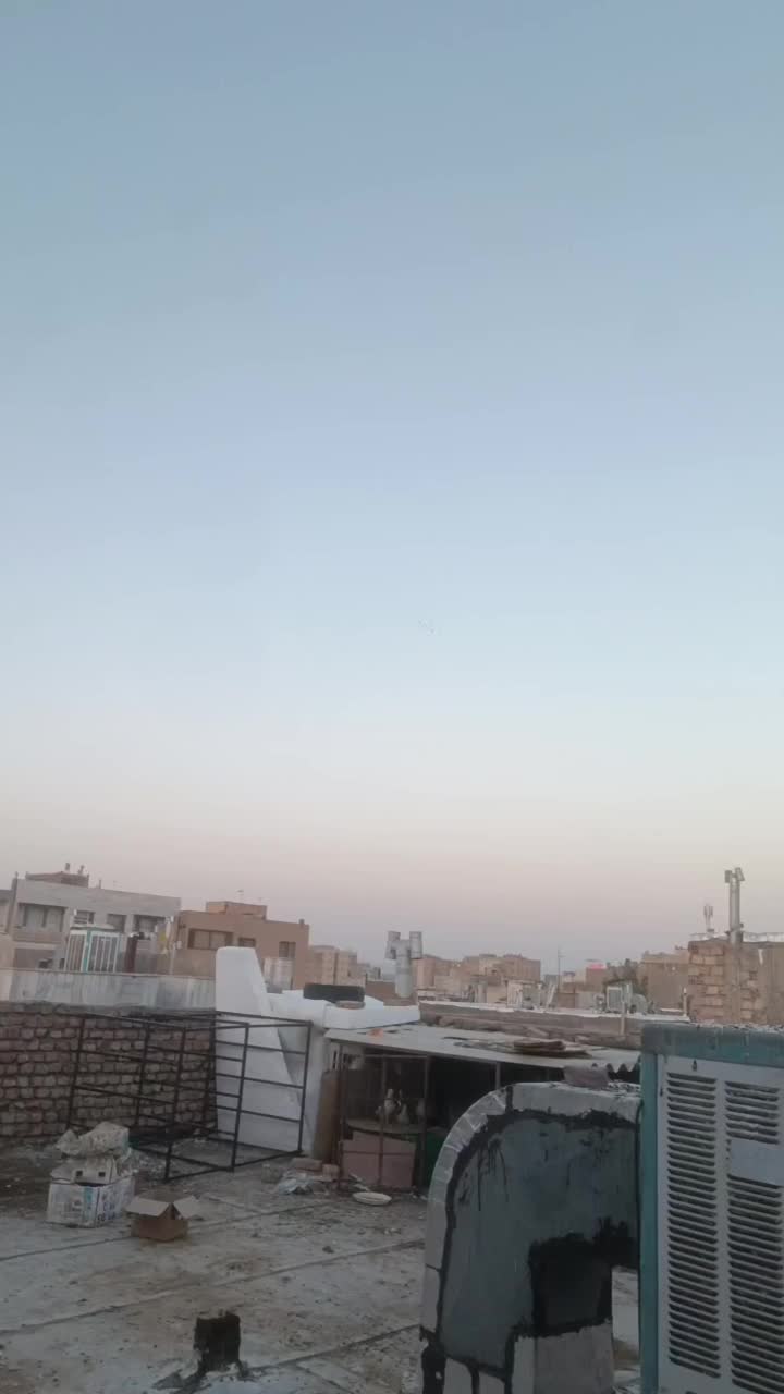 نر سار هفترنگ|پرنده|بیرجند, |دیوار