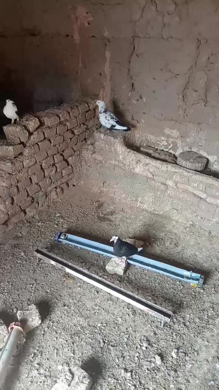 دمبی|پرنده|سبزوار, رباط|دیوار