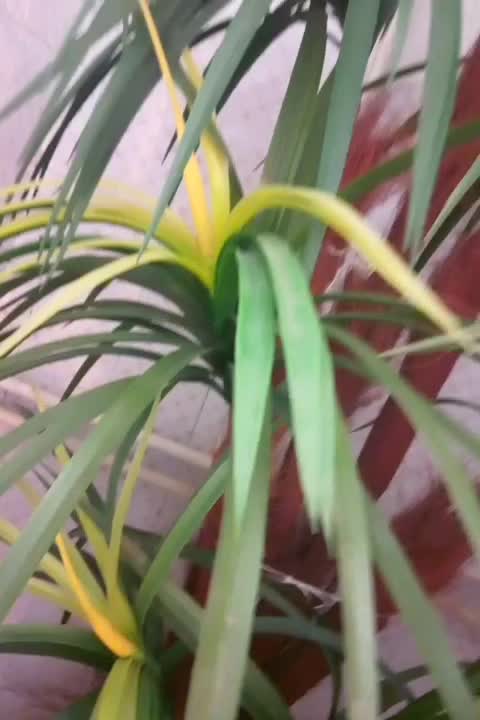 درخت کاج تزئینی|گل مصنوعی|اسدآباد, |دیوار