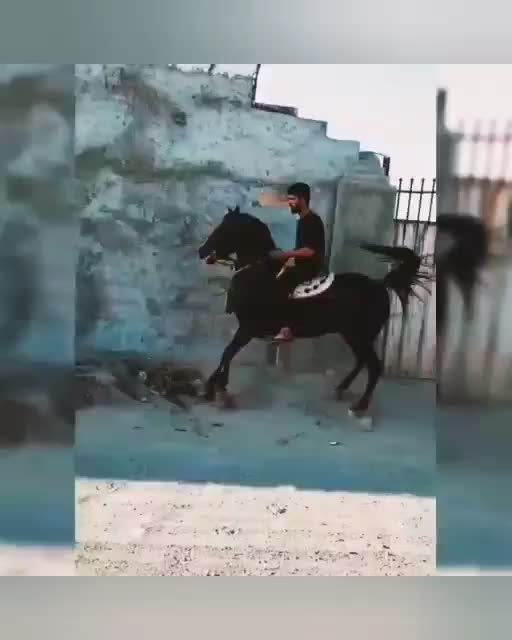 اسب|اسب و تجهیزات اسب‌سواری|کوهدشت, |دیوار