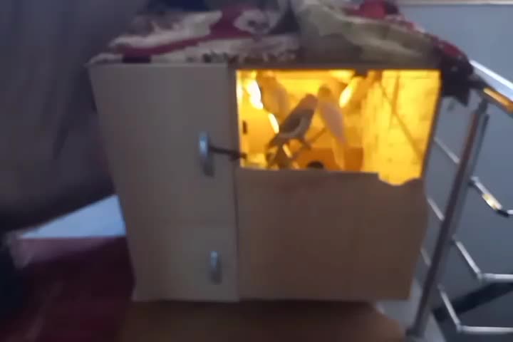 1400|پرنده|علی‌آباد کتول, |دیوار