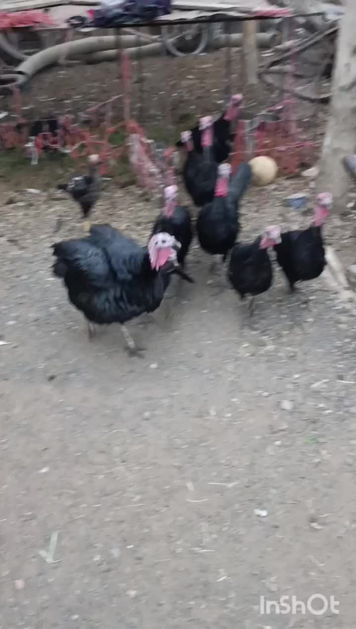 اردک و بوقلمون|حیوانات مزرعه|بناب, |دیوار