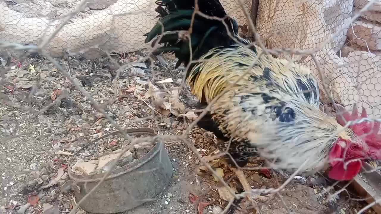 خروس|پرنده|آیسک, |دیوار