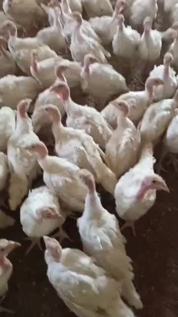 باسلام مرکز پخش  بوقلمون بیوتی و برنزسه ماهه|حیوانات مزرعه|مرودشت, محمد آباد|دیوار