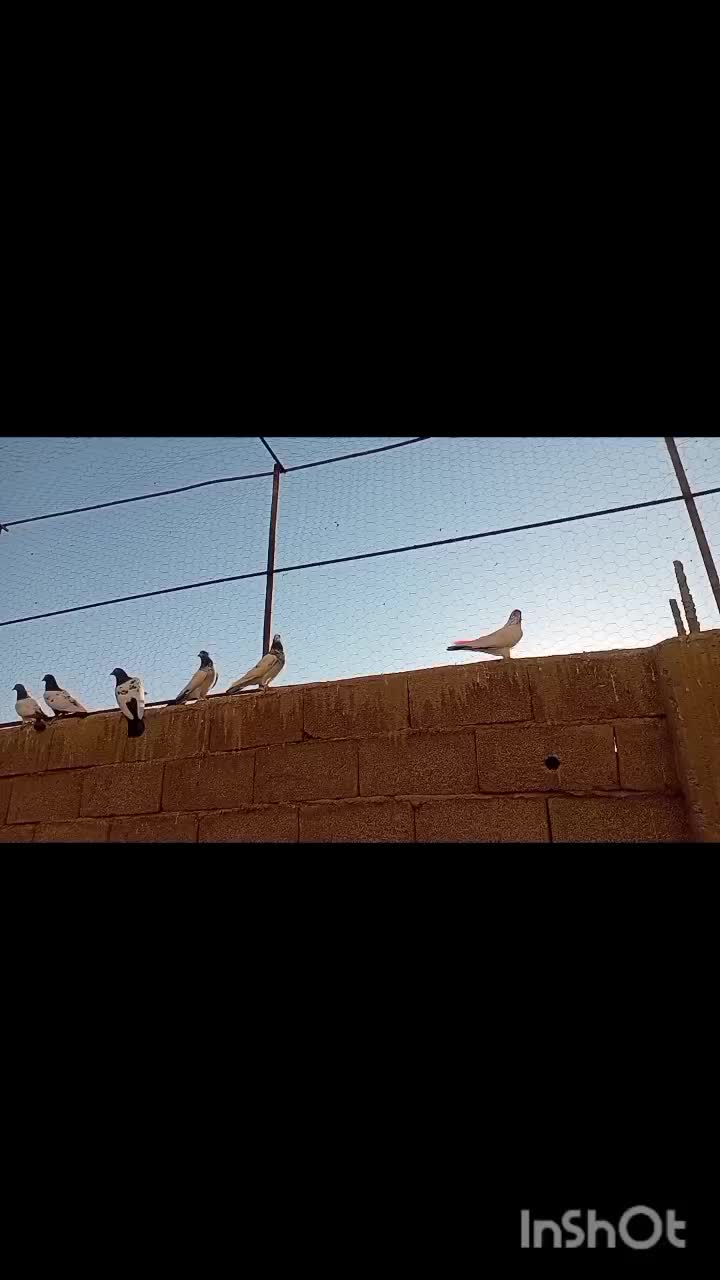 یکی۳۰۰|پرنده|ویلکیج, |دیوار