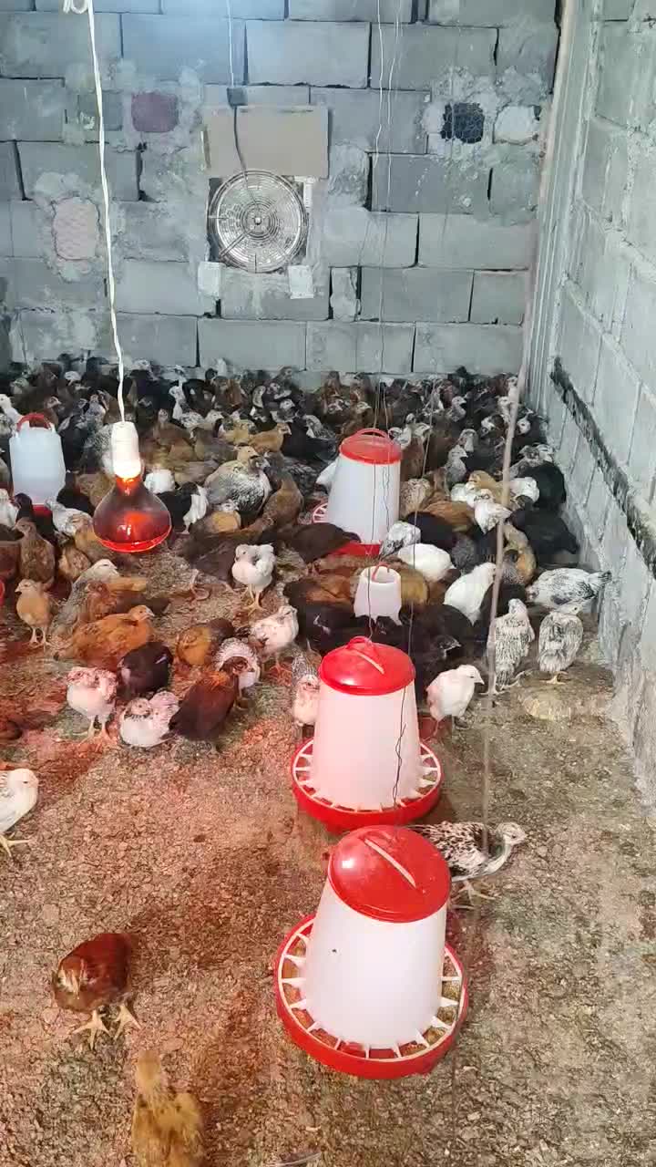 مرغ تخمی|حیوانات مزرعه|شمیل, |دیوار