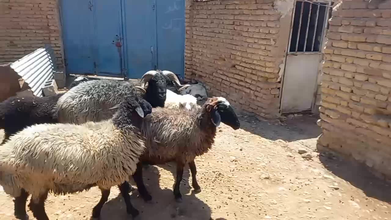 قوچ|حیوانات مزرعه|فسا, |دیوار