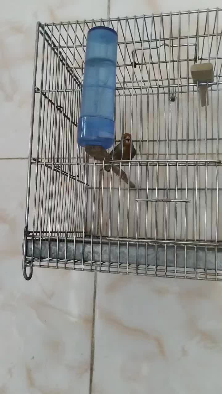 ۵ تا سهره و سهره قناری همه بخون، جفتی|پرنده|مشکین‌دشت, |دیوار