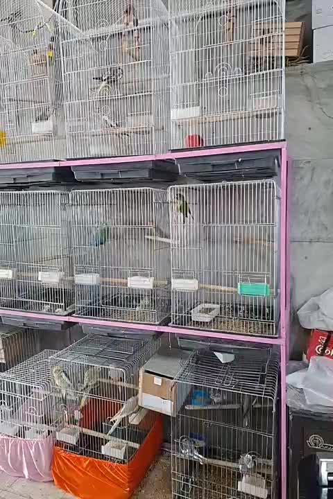 طوطی عروس هلندی جوجه سرلاکی تا بالغ|پرنده|فردیس, سرحد آباد|دیوار