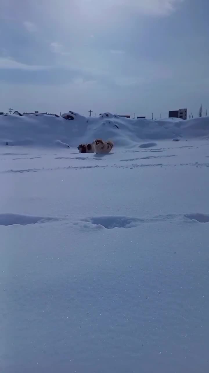 سگ پاکوتاه پیکینیز شکم پور|سگ|زنجان, |دیوار