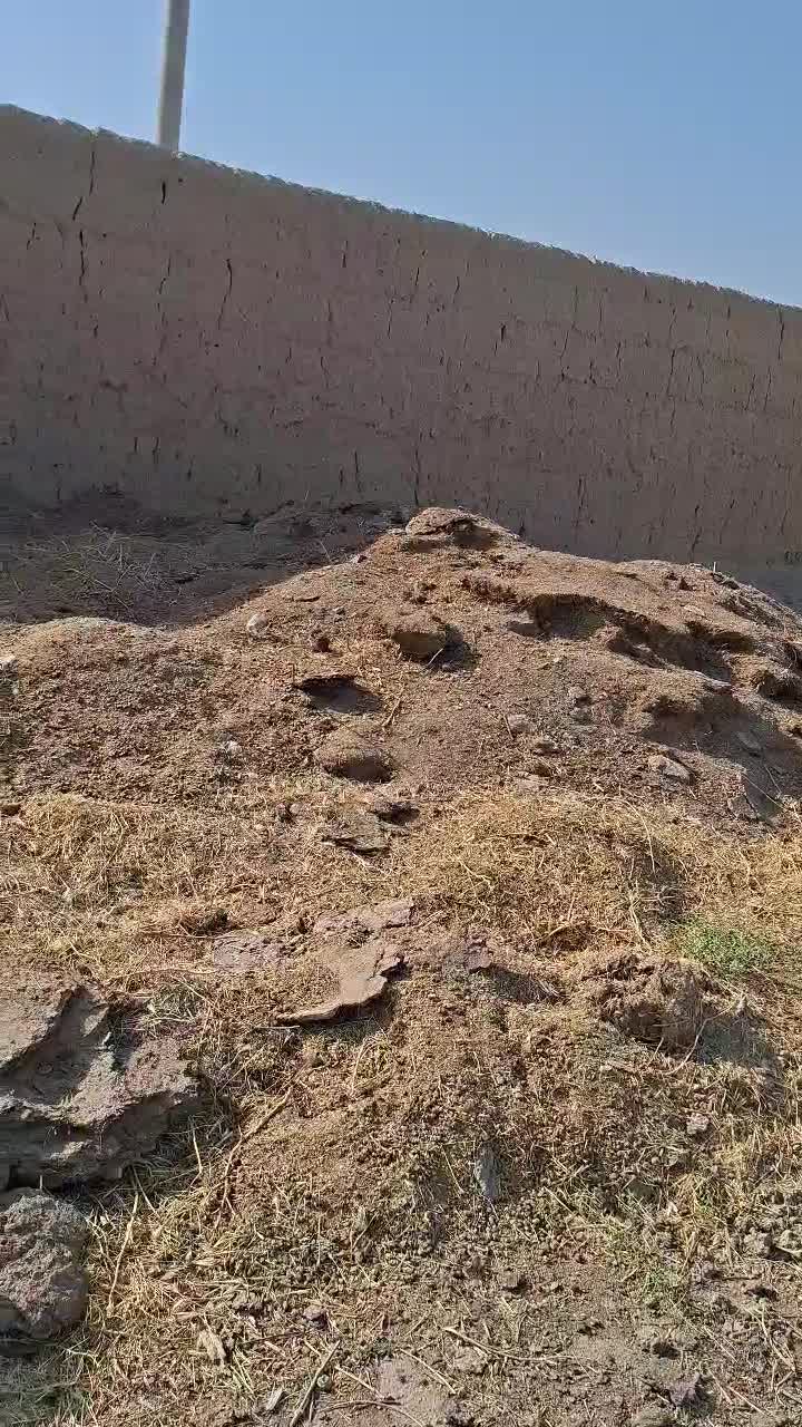 کود دامی گوسفندی|لوازم جانبی حیوانات|جوین, |دیوار