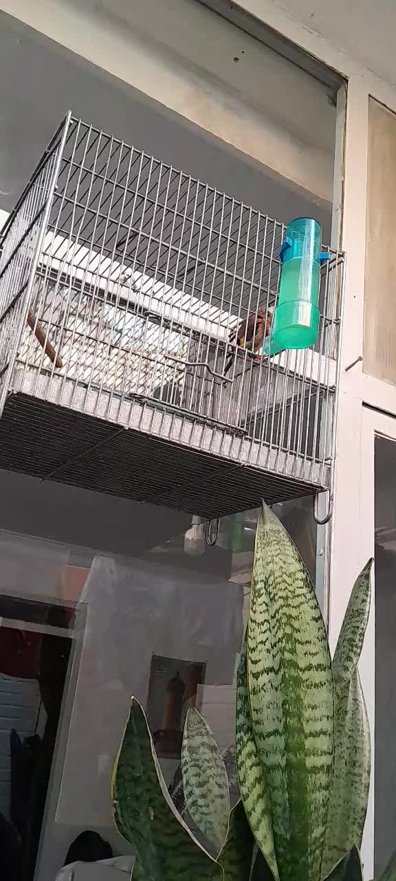 سهره نروماده یادوتانر|پرنده|اصفهان, عاشق‌آباد|دیوار