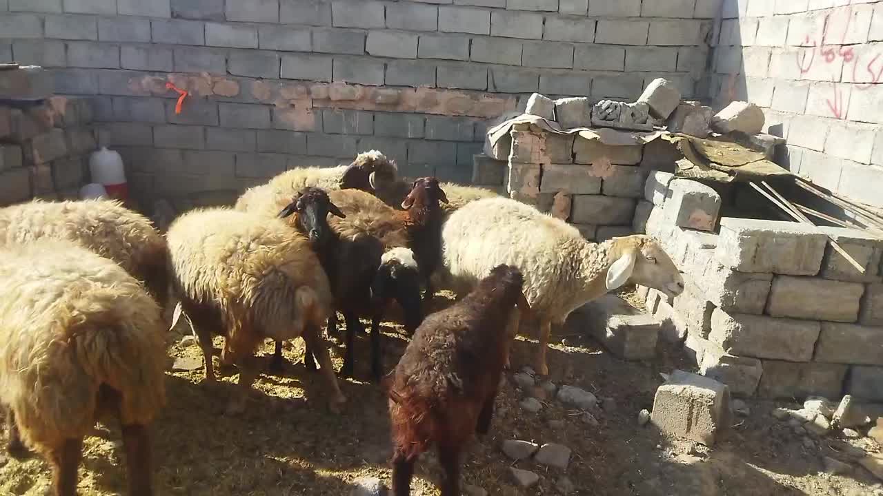 میش آبستن  بره شیری رگا شده   مرغ و خروس برهما|حیوانات مزرعه|سبزوار, صالح آباد|دیوار