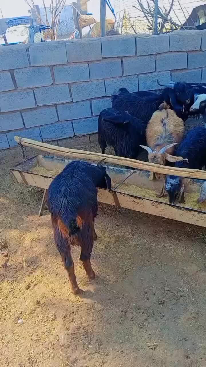 یک جفت کهره و نر ماداه|حیوانات مزرعه|نیریز, |دیوار