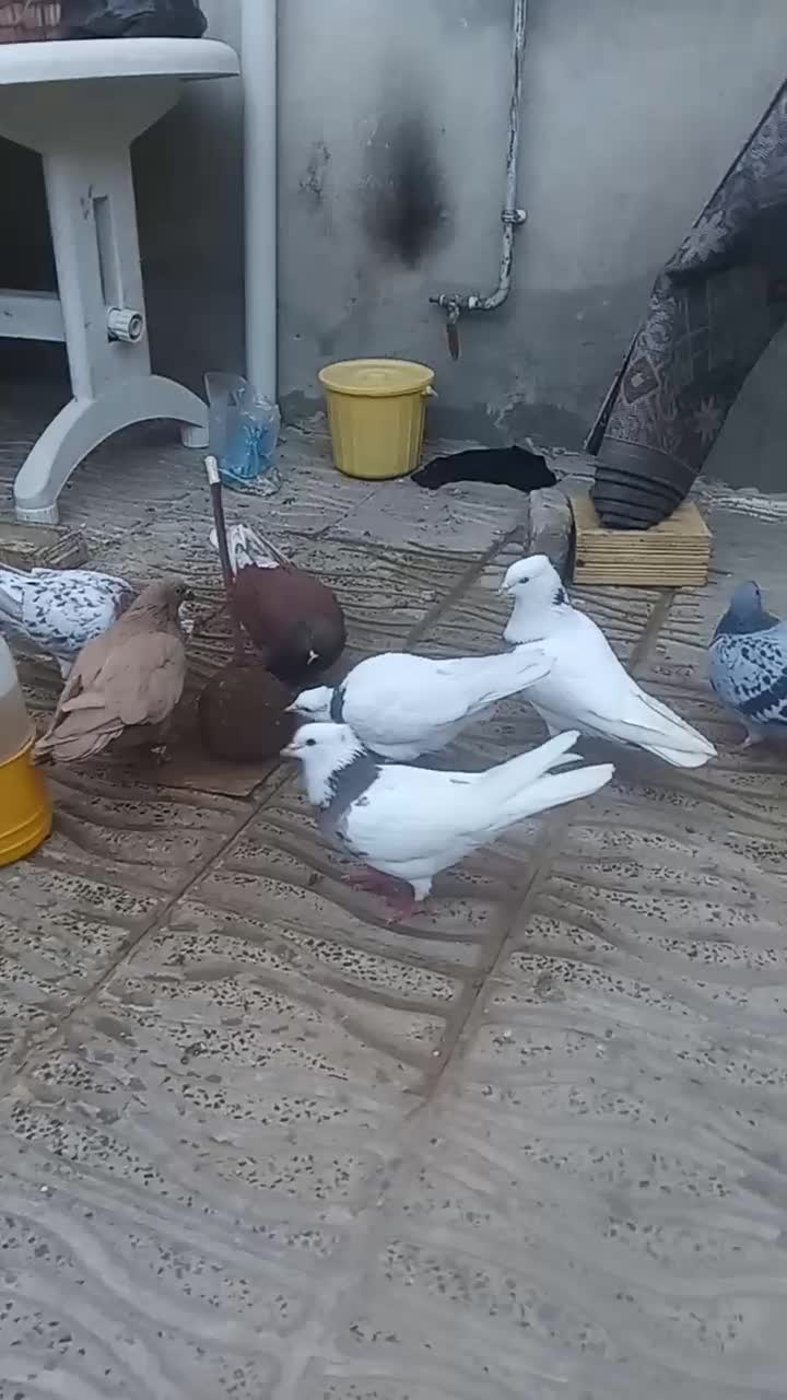 انواع کبوتر  طوقی|پرنده|کامیاران, |دیوار