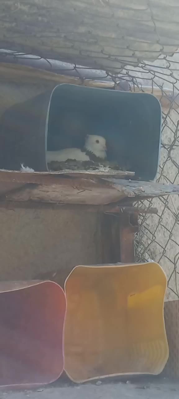 کبوتر طوقی|پرنده|دوگنبدان, |دیوار