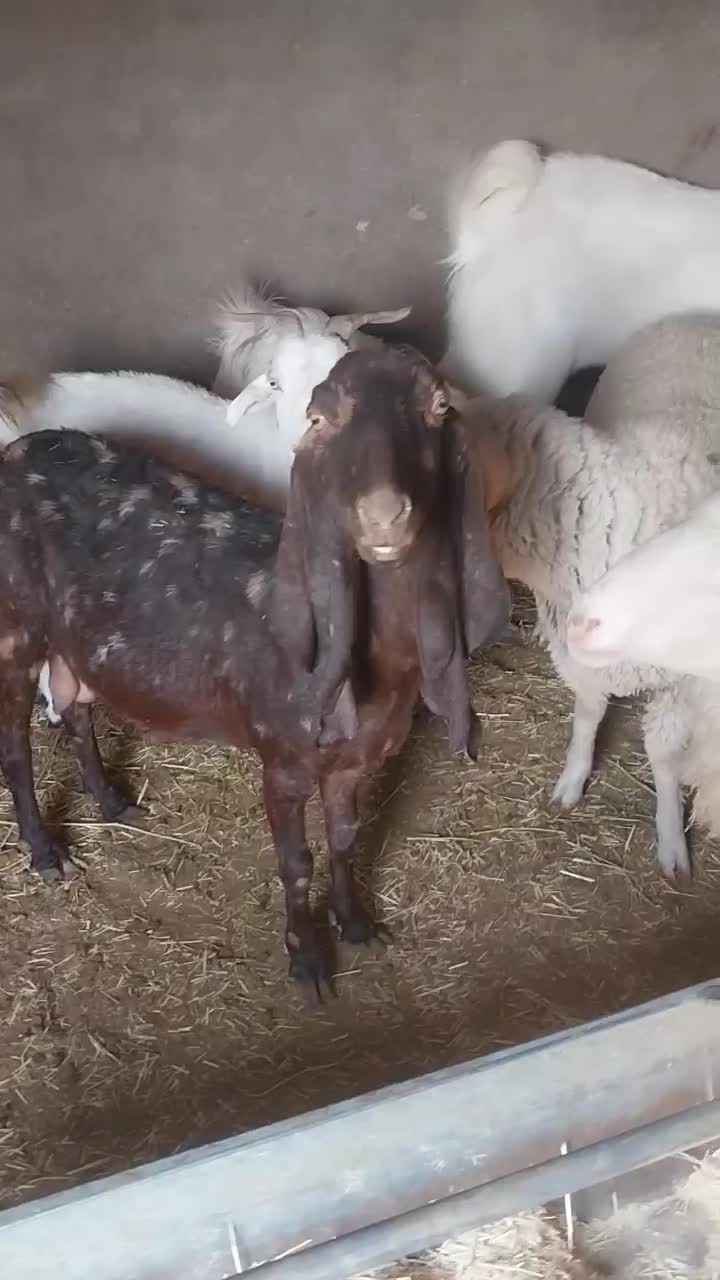 نری پاکستانی .بز پاکستانی .بره نر سبک و نژاد دار|حیوانات مزرعه|رفسنجان, |دیوار