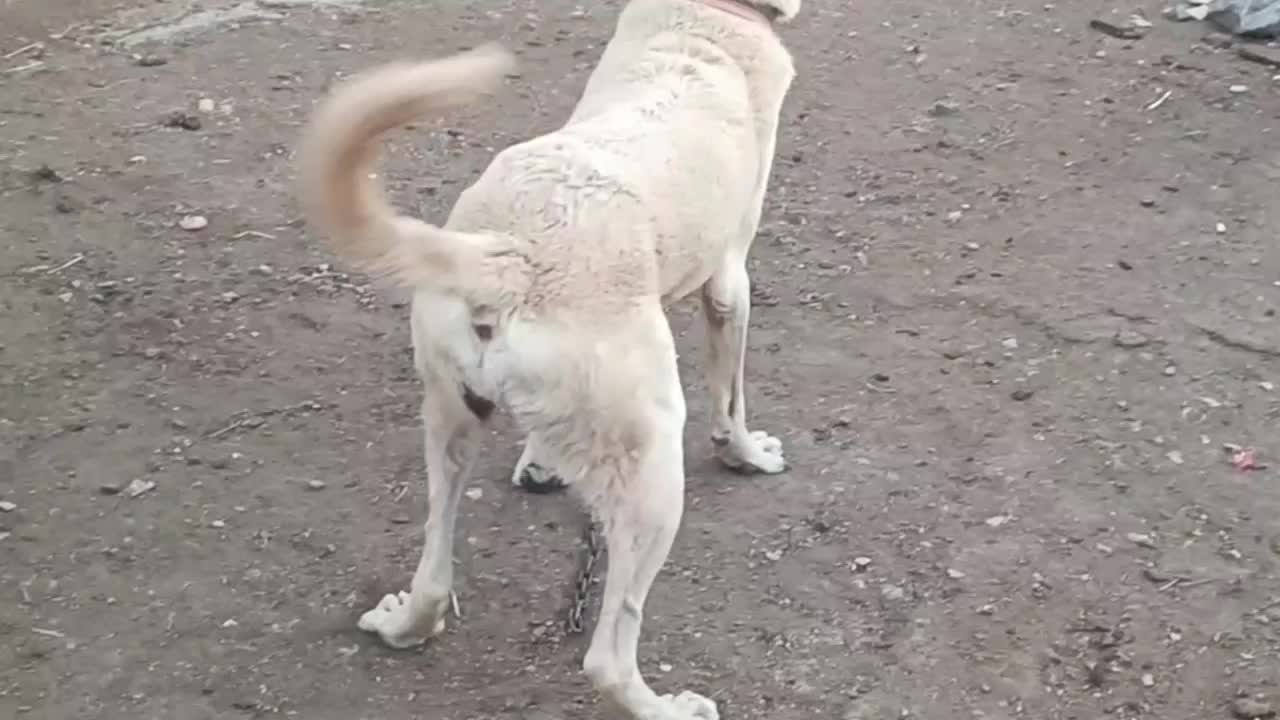 سگ نگهبان|سگ|خواف, |دیوار