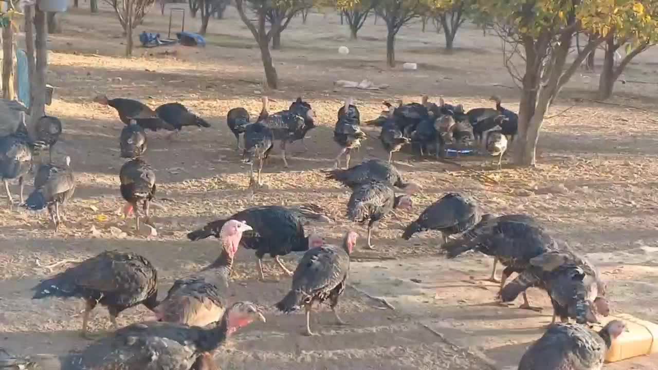 بوقلمون رسمی|حیوانات مزرعه|تخت سلیمان, |دیوار