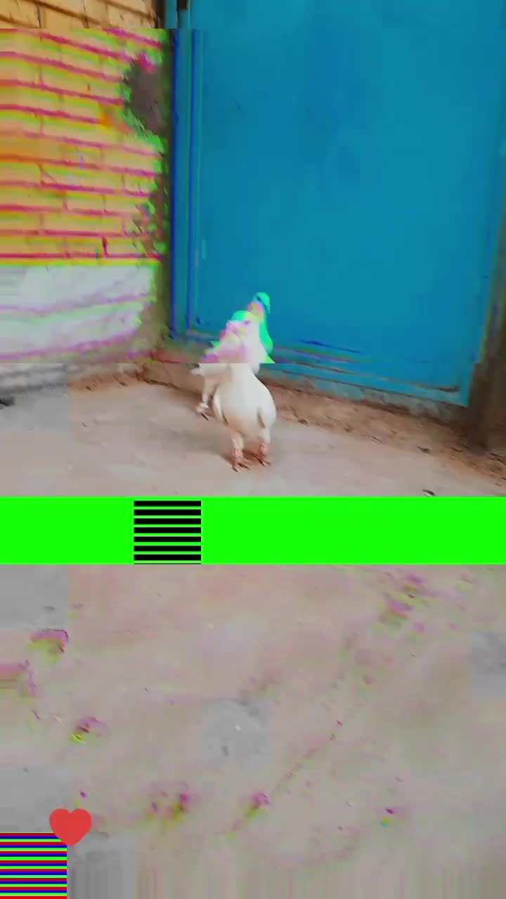 پلاکی سفید|پرنده|بافق, |دیوار