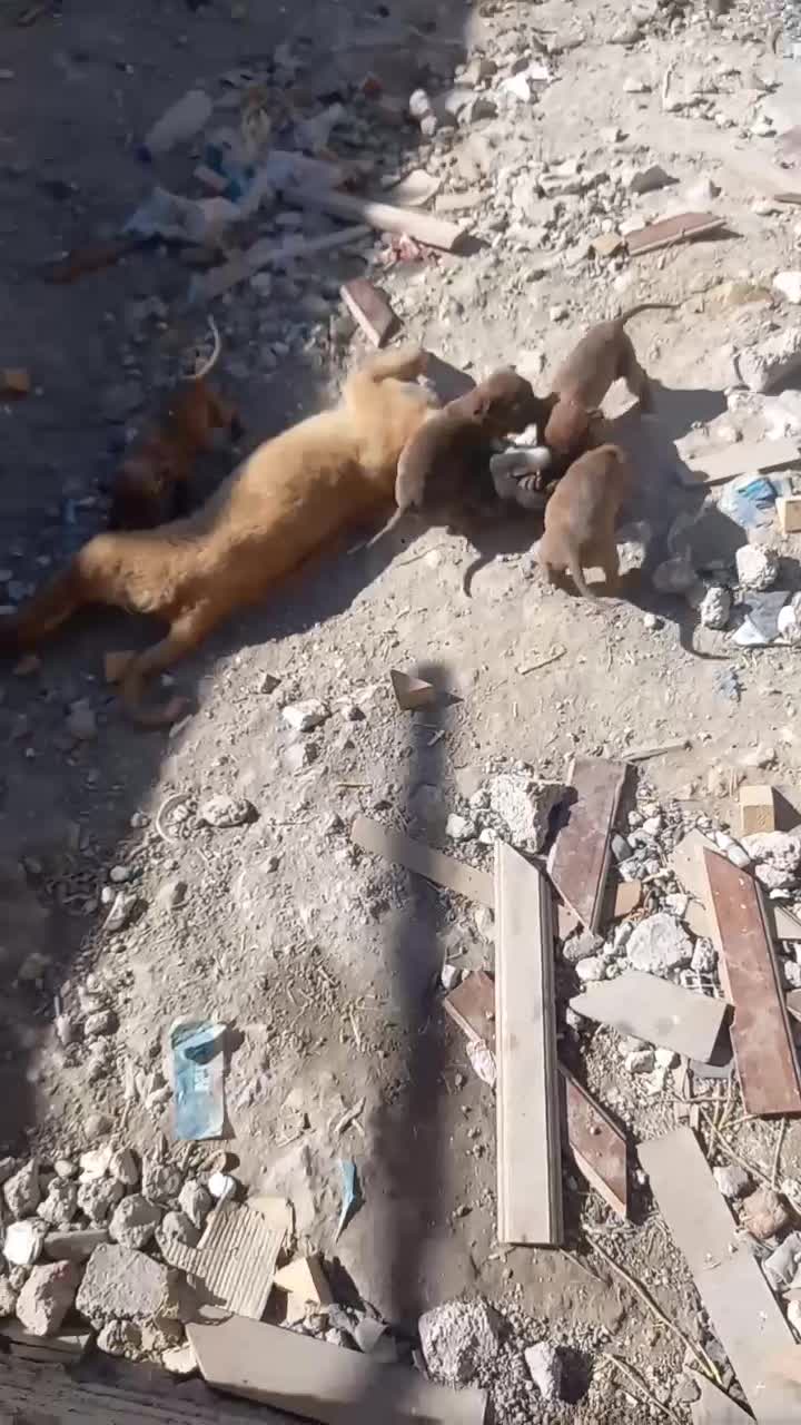 توله های پینبول خوش رنگ|سگ|اردبیل, |دیوار