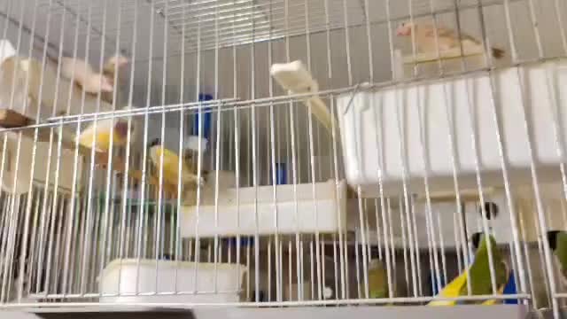 فنج گلدین|پرنده|خاش, |دیوار