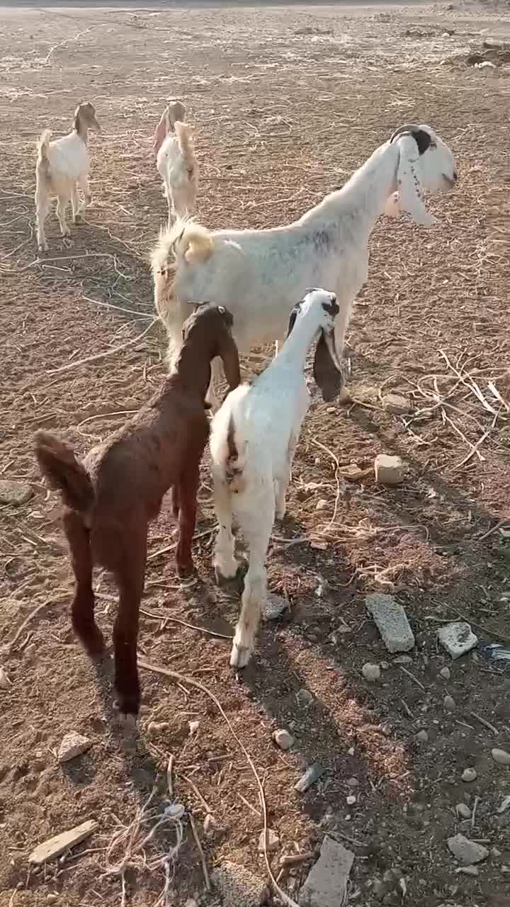 کلر دوقلو|حیوانات مزرعه|کوار, |دیوار