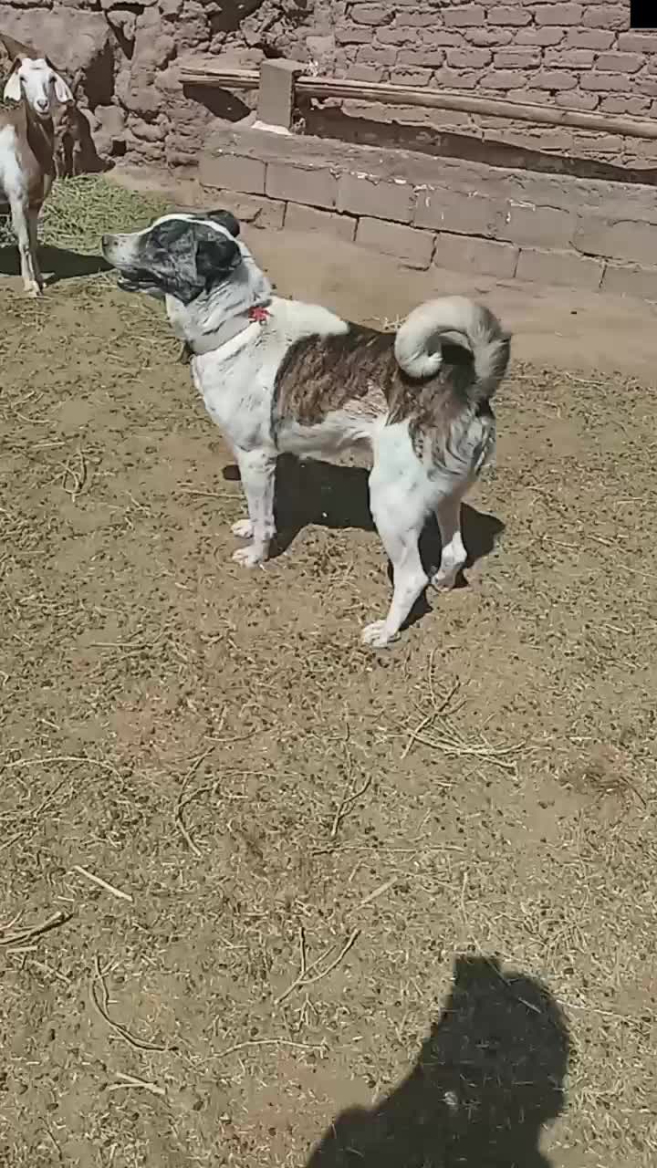 سگ ماده|سگ|نیشابور, هفده شهریور|دیوار