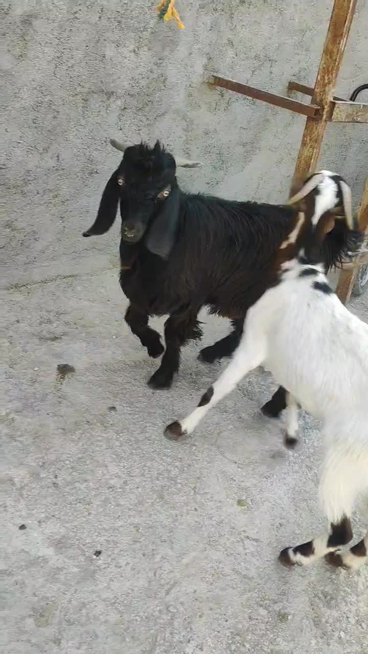 بز یا همون کهره نر|حیوانات مزرعه|خورموج, |دیوار