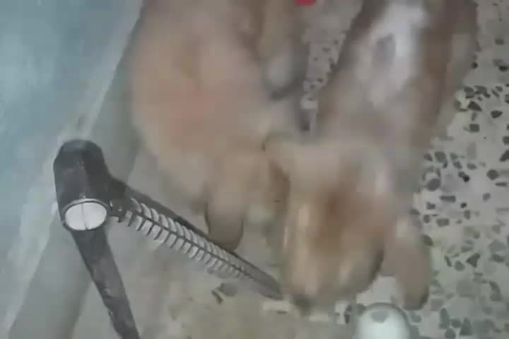 خرگوش بزرگ نر وماده لوپ اصیل و بسیار اهلی وباهوش|موش و خرگوش|دزفول, |دیوار