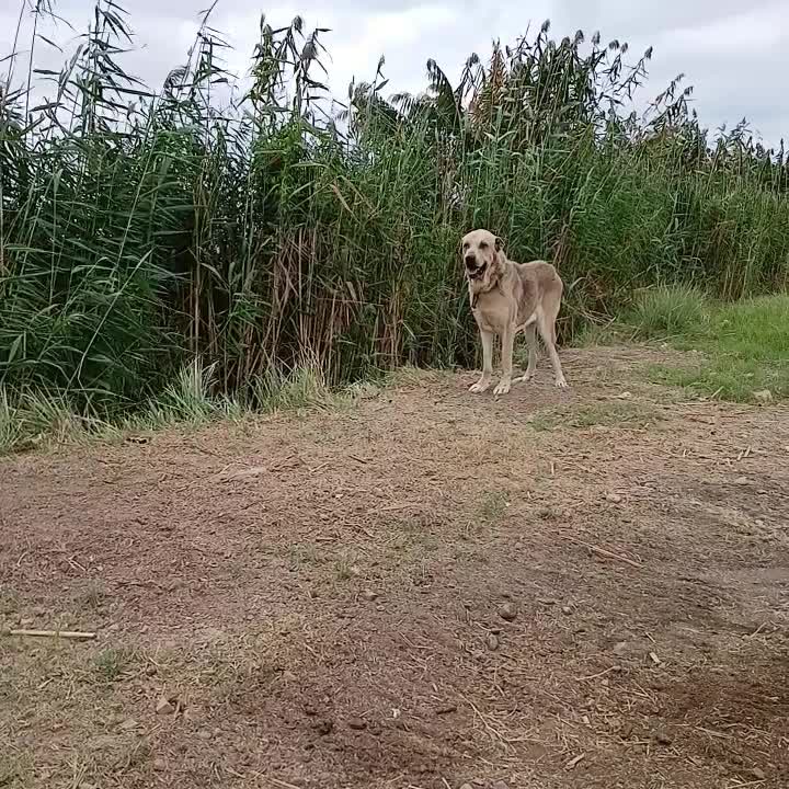 سگ پژدر نر و ماده.|سگ|علی‌آباد کتول, |دیوار