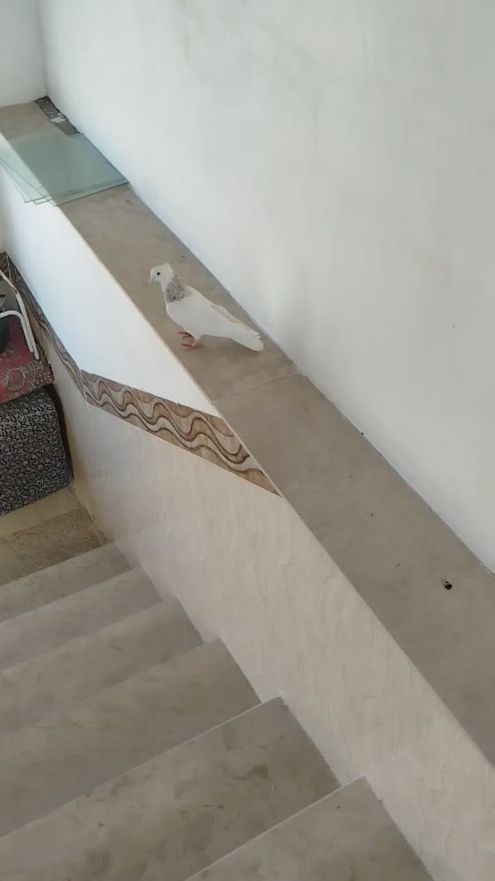 نرو ماده طوقی بسیار عالی|پرنده|ابهر, |دیوار