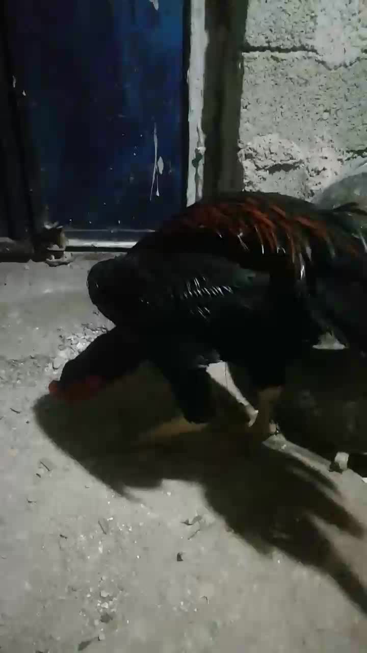 دوتا خروس افغان خالص|حیوانات مزرعه|وزینه, |دیوار