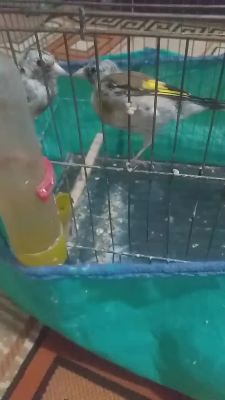 چهارعددجوجه سهره متولدقفس(تک فروشی ندارم)|پرنده|کرمانشاه, |دیوار