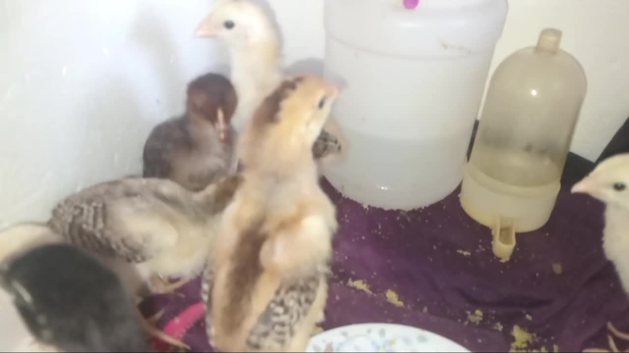 جوجه لاری|حیوانات مزرعه|دره شهر, |دیوار