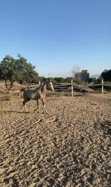 سیروان پسری از سیلمی تیام مادر جیران|اسب و تجهیزات اسب‌سواری|بروجرد, |دیوار