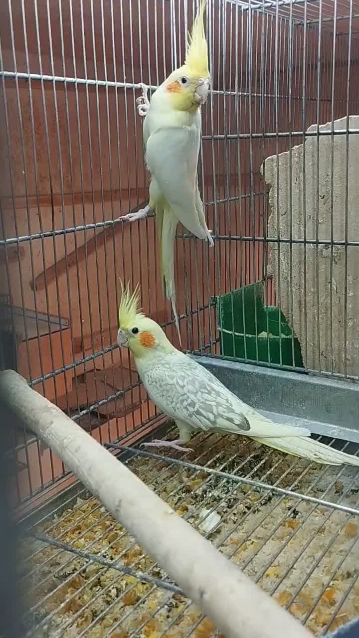 عروس هلندی با ۳تا جوجه یک ماهه|پرنده|بناب, |دیوار