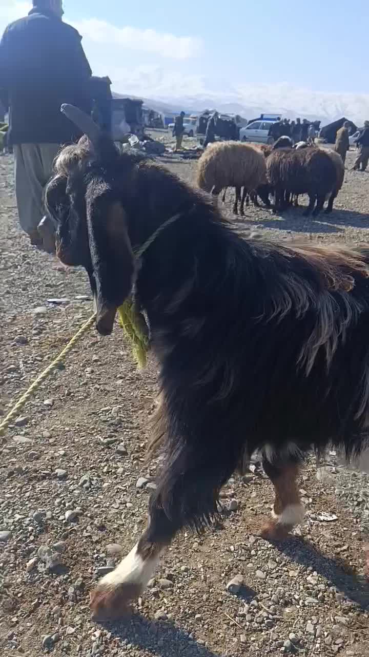 فروش دو عدد بزغاله(جیسک)نر چاق|حیوانات مزرعه|اشنویه, |دیوار