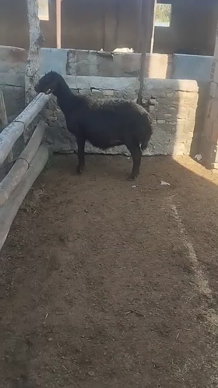 گوسفند|حیوانات مزرعه|سیمین شهر, |دیوار