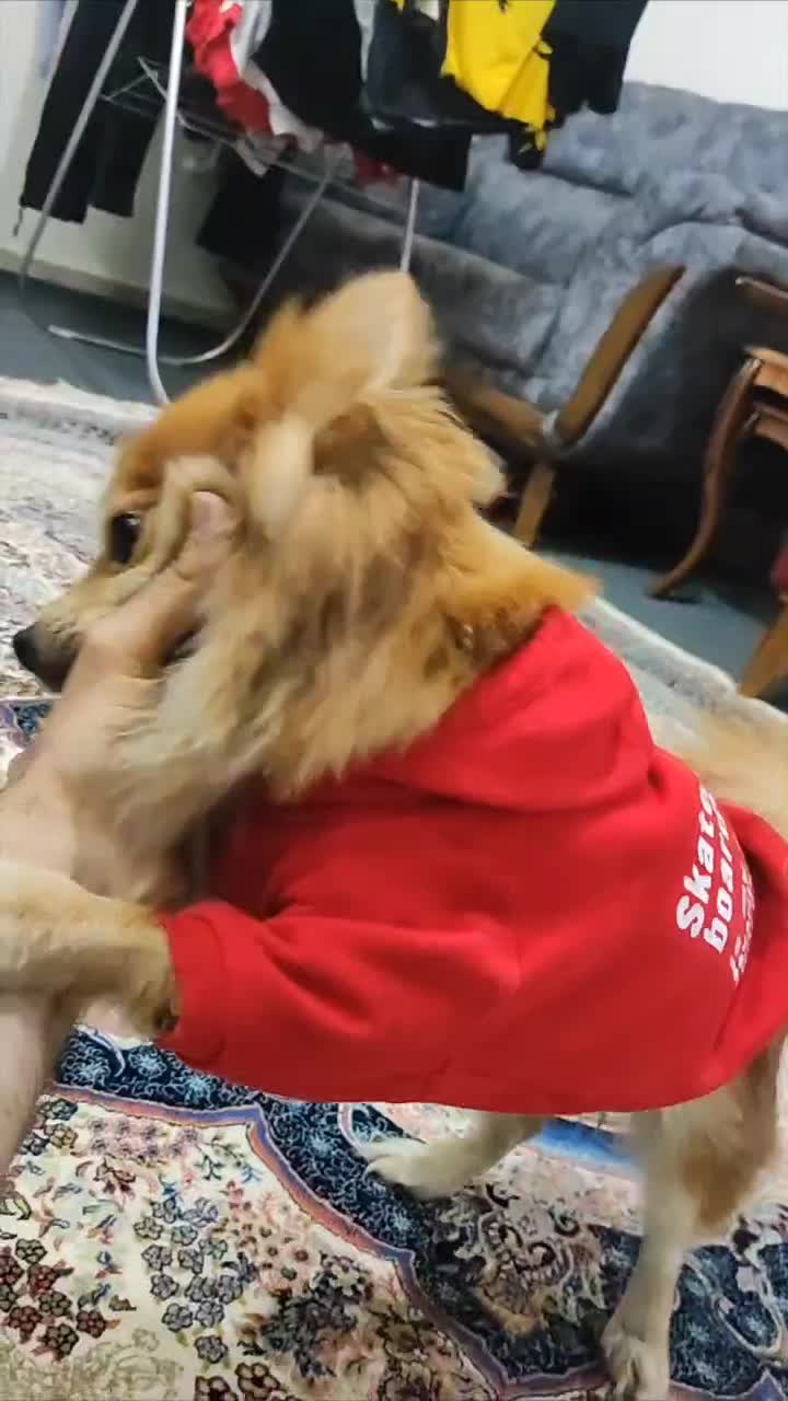 سگ پامر ماده|سگ|پاکدشت, پاکدشت (مامازند)|دیوار