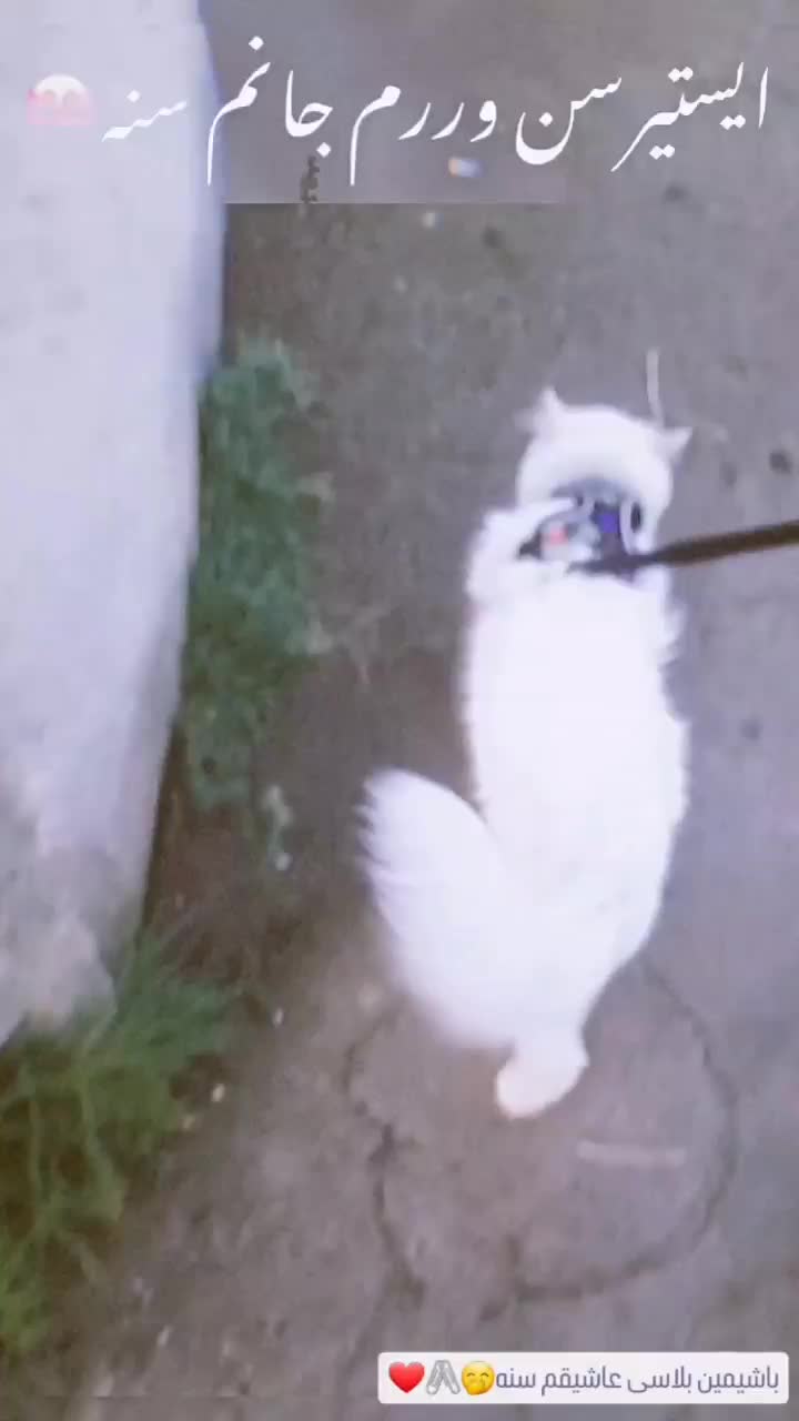 مرند|گربه|مرند, |دیوار