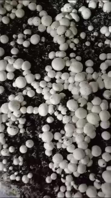 آموزش حضوری و عملی پرورش قارچ دکمه ای|خدمات آموزشی|شیراز, منصورآباد|دیوار