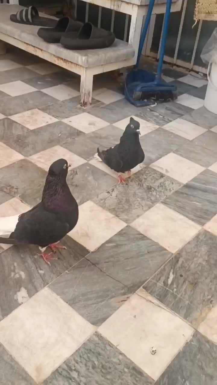 زاغ دم سفید مهر|پرنده|قم, انسجام|دیوار