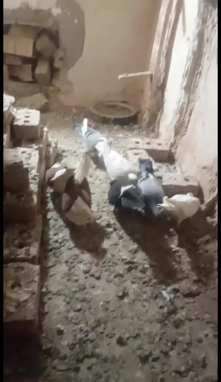 کبوتر|پرنده|نیشابور, رحمت آباد|دیوار